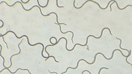 spirulina 2