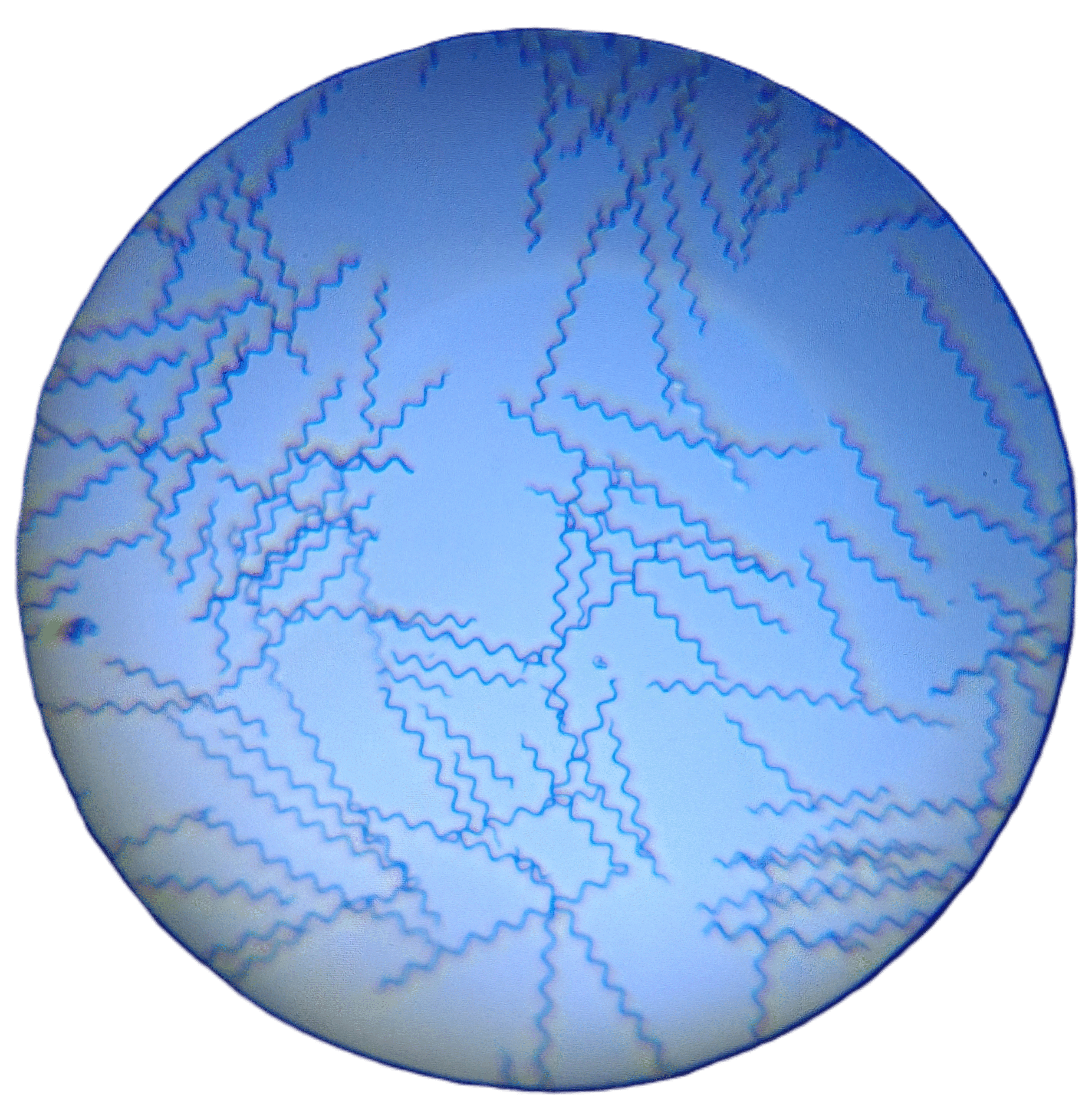 spirulina microscopic image 1 - no background