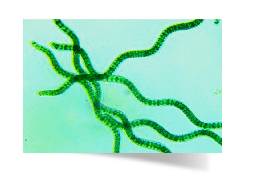 Spirulina magnified