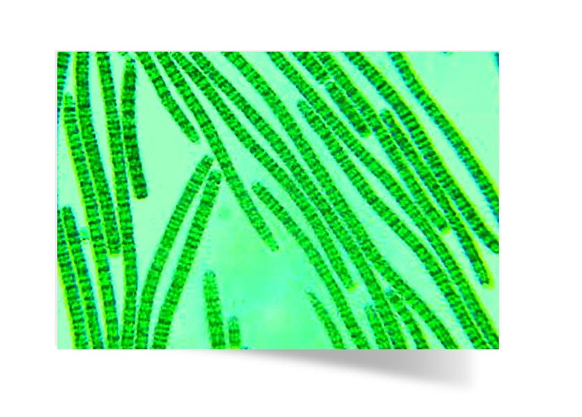 Spirulina magnified - straight